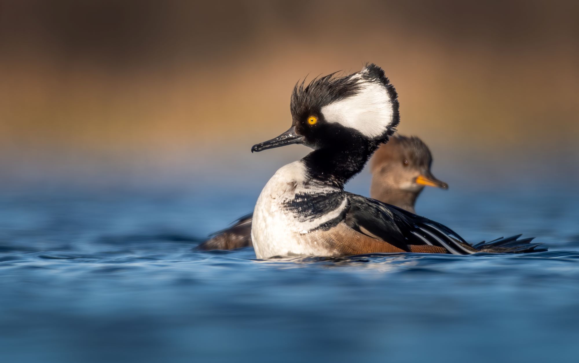 A male hooded merganser shows off for his girl.