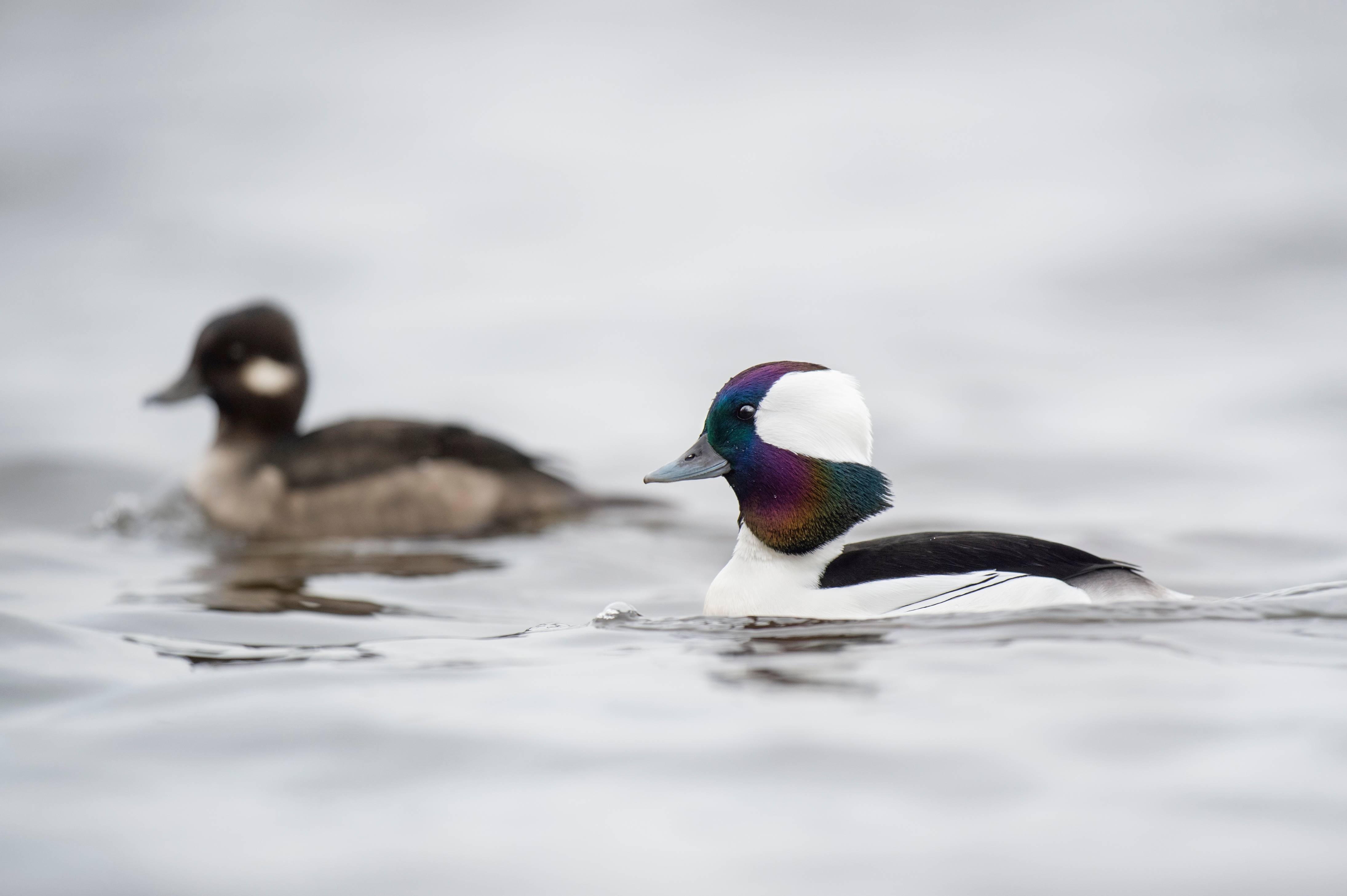 A Bufflehead.