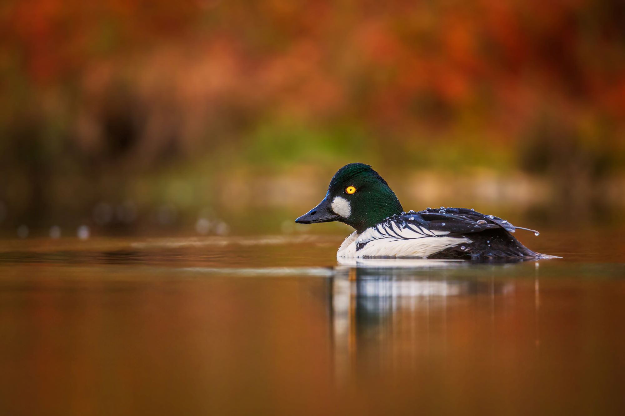 A Common Goldeneye.