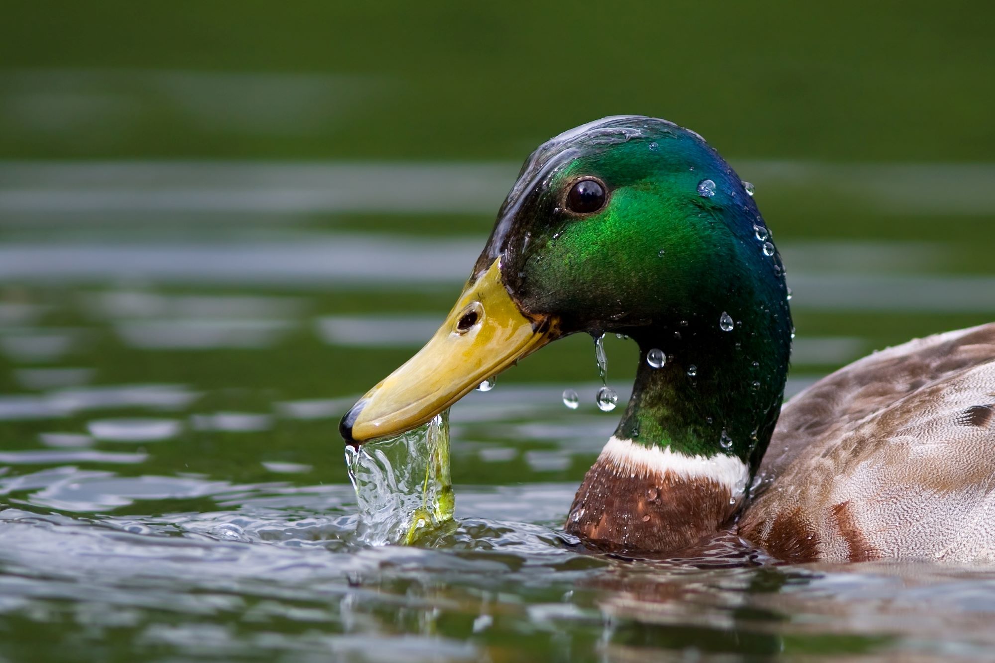 A Mallard.