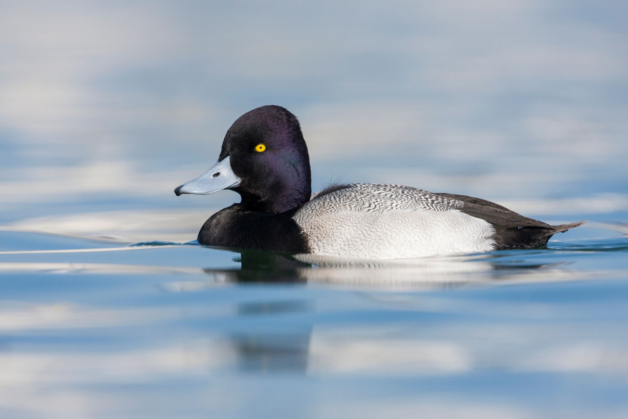 A lesser scaup.