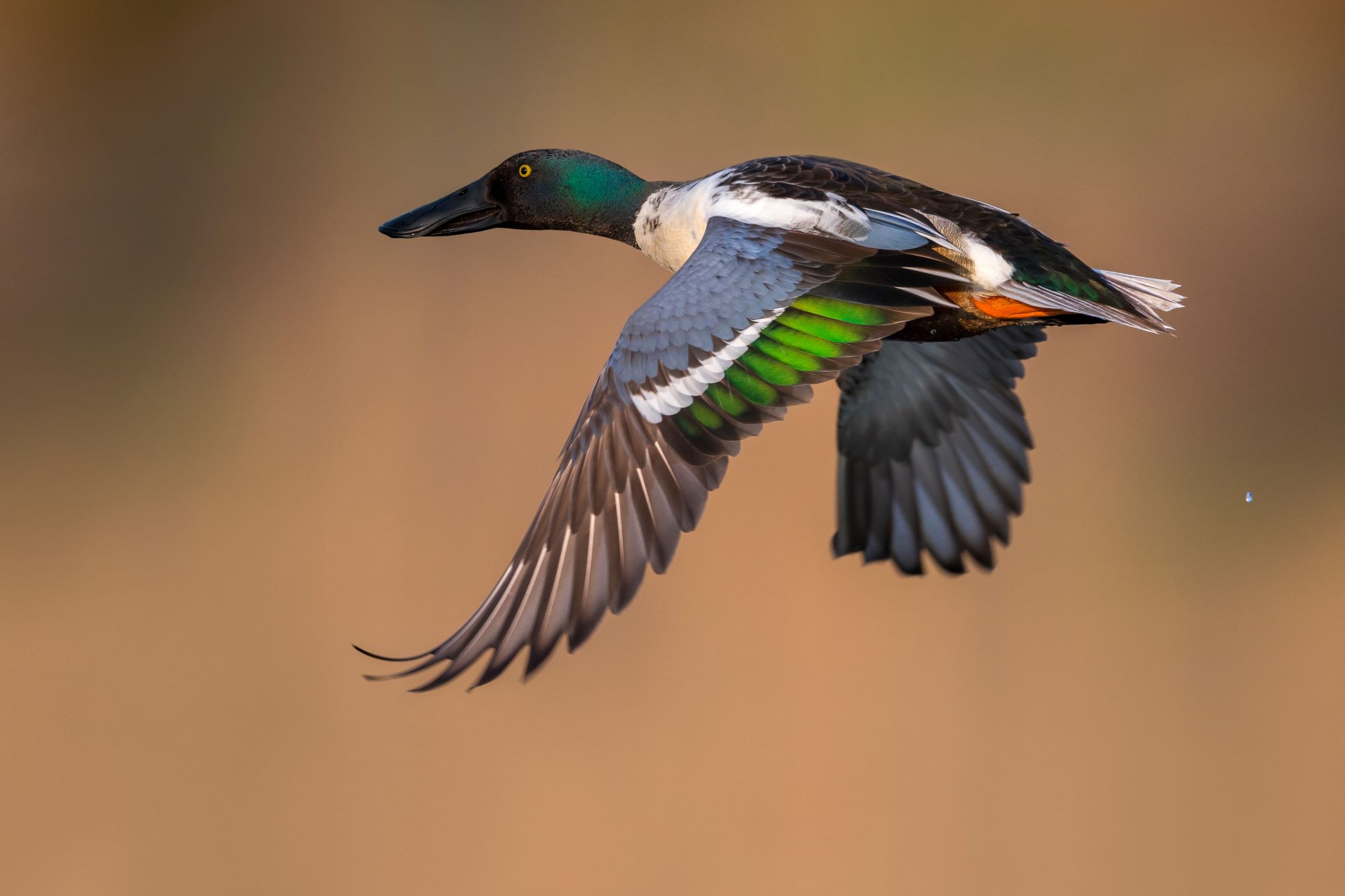 A northern shoveler in flight.