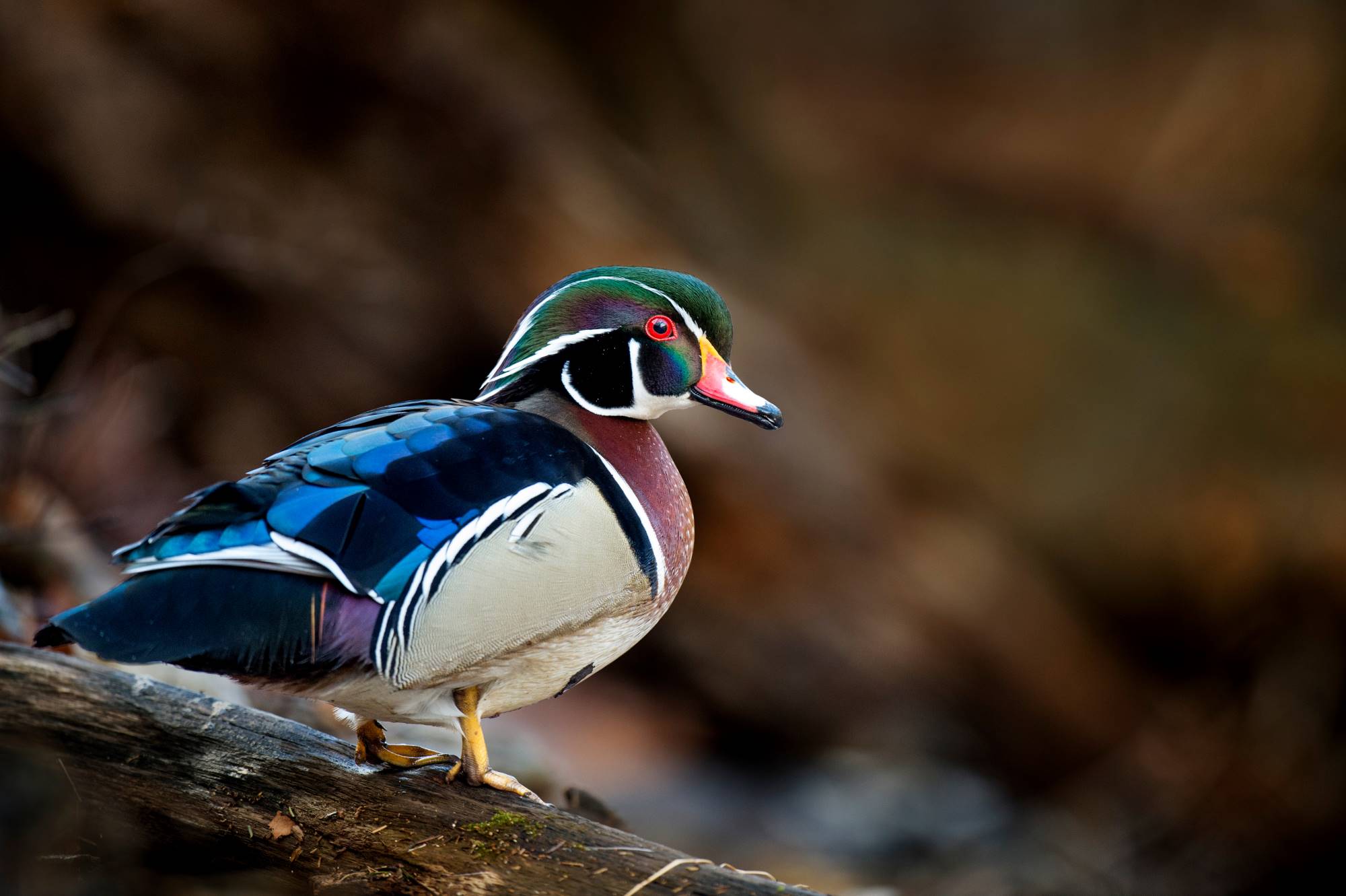 A colorful Wood Duck standing on an old log.