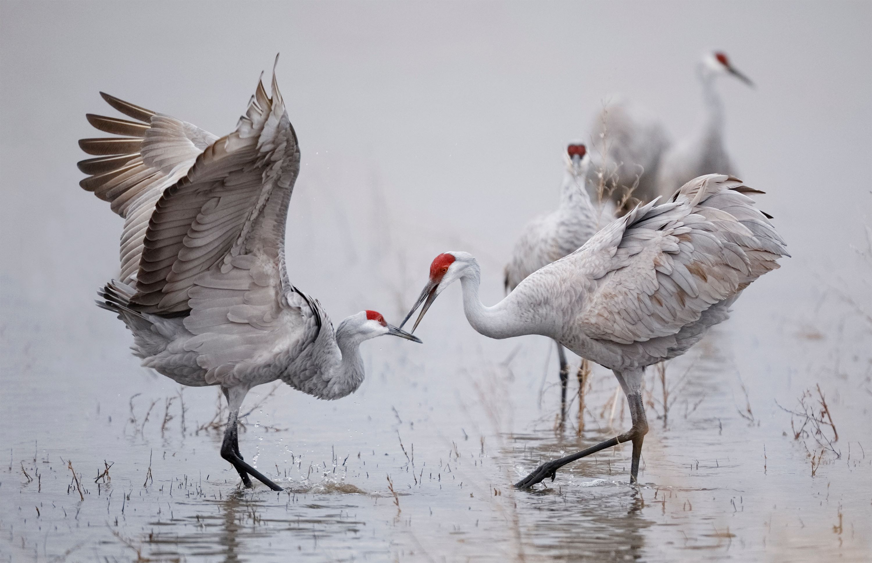 Sandhill Cranes on a foggy morning.