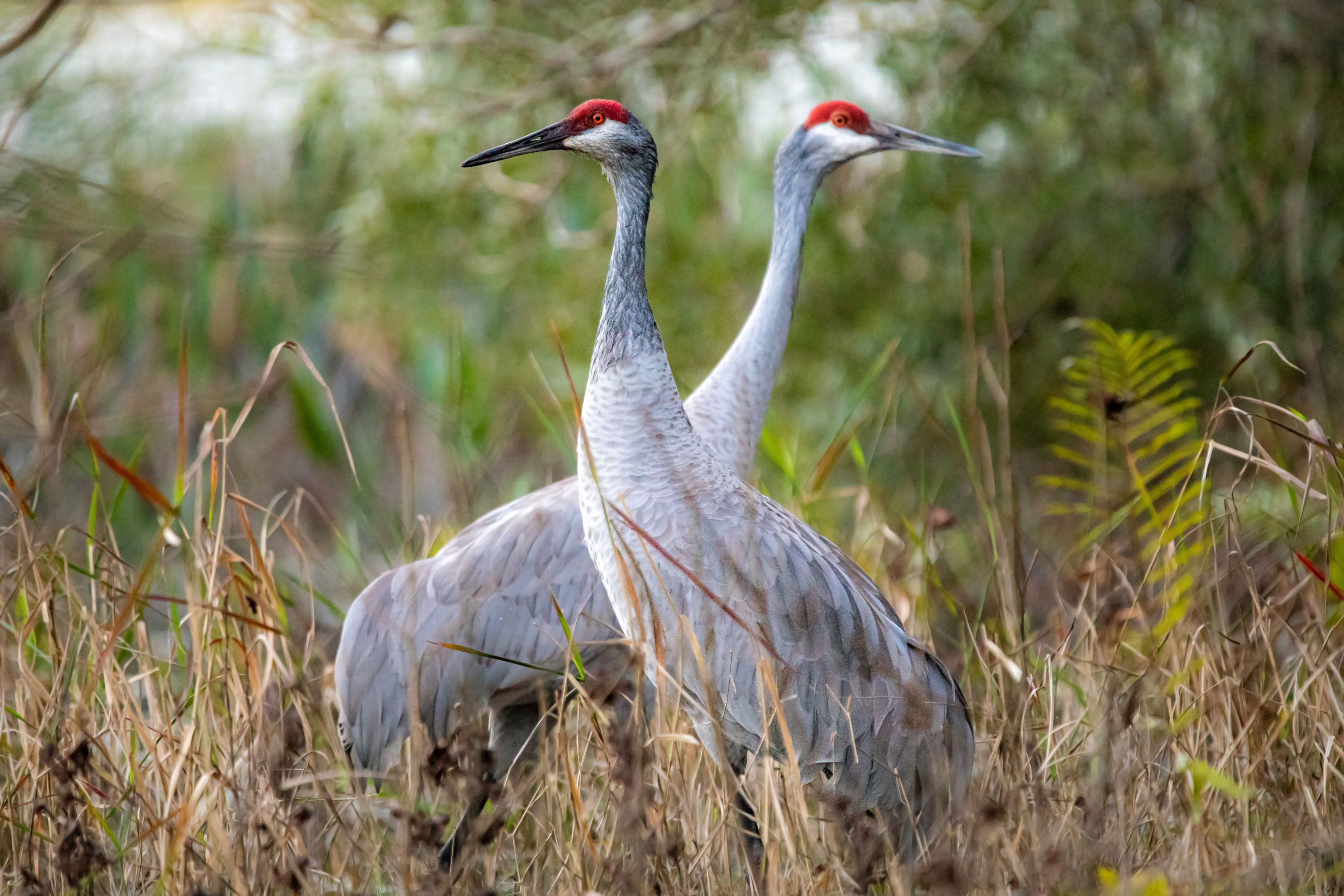 The sandhill Crane.