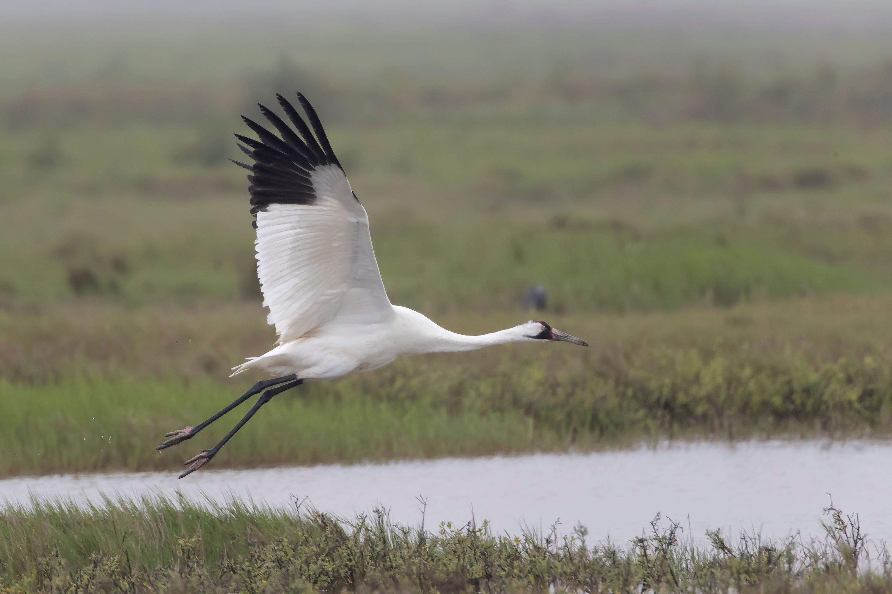 The critically endangered Whooping Crane flying at the Aransas National Wildlife Refuge on a foggy morning.