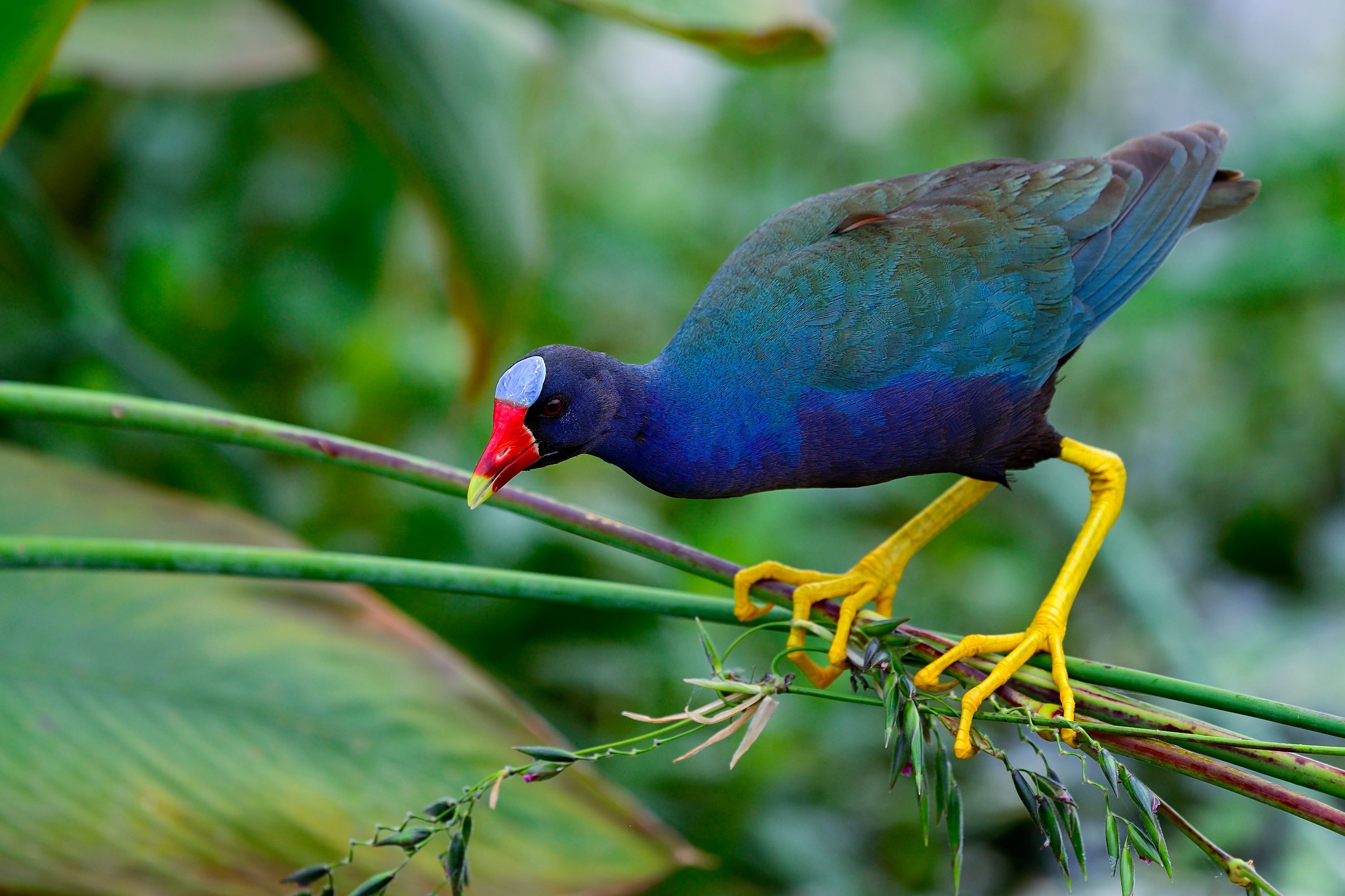 The Purple Gallinule