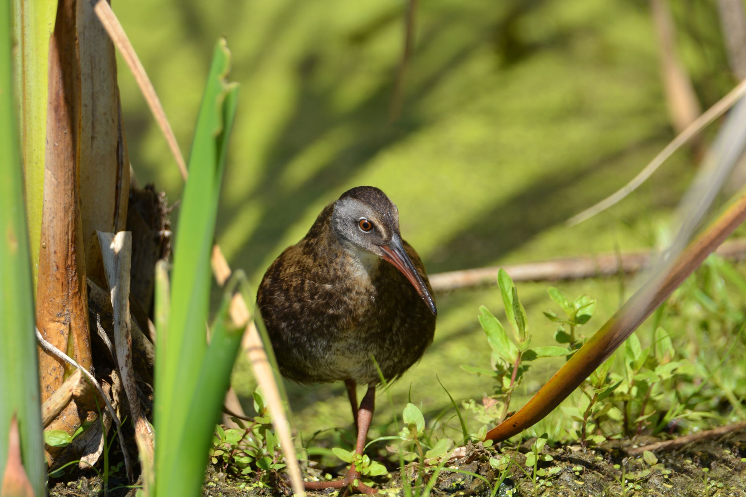 The Virginia Rail