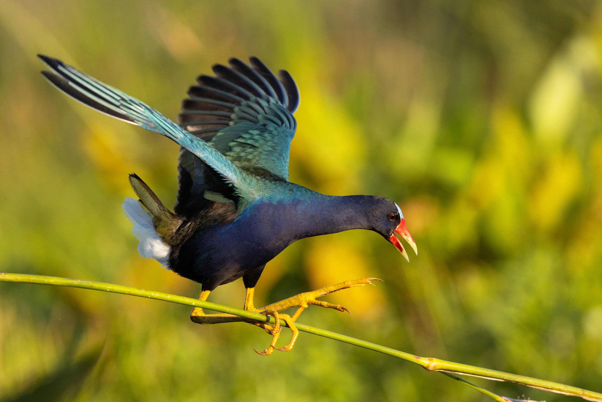 A purple gallinule (Porphyrio martinicus) balancing on the stem of a wetland plant in Sarasota County, Florida.