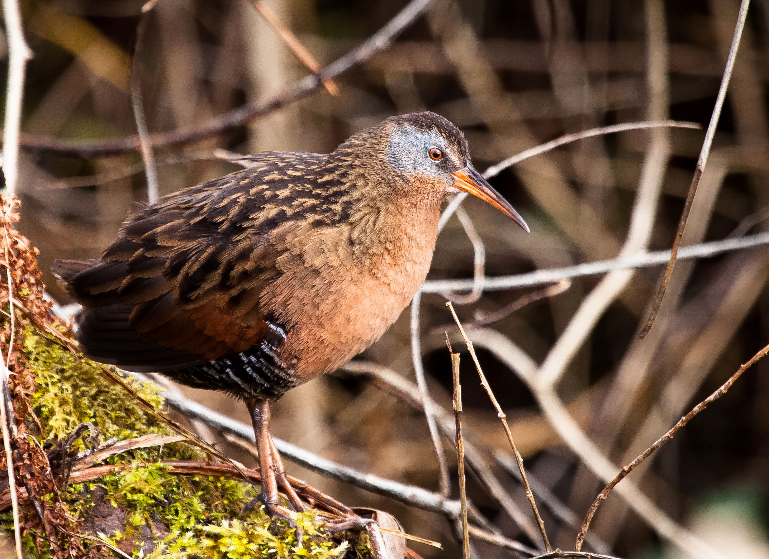 The Virginia Rail.