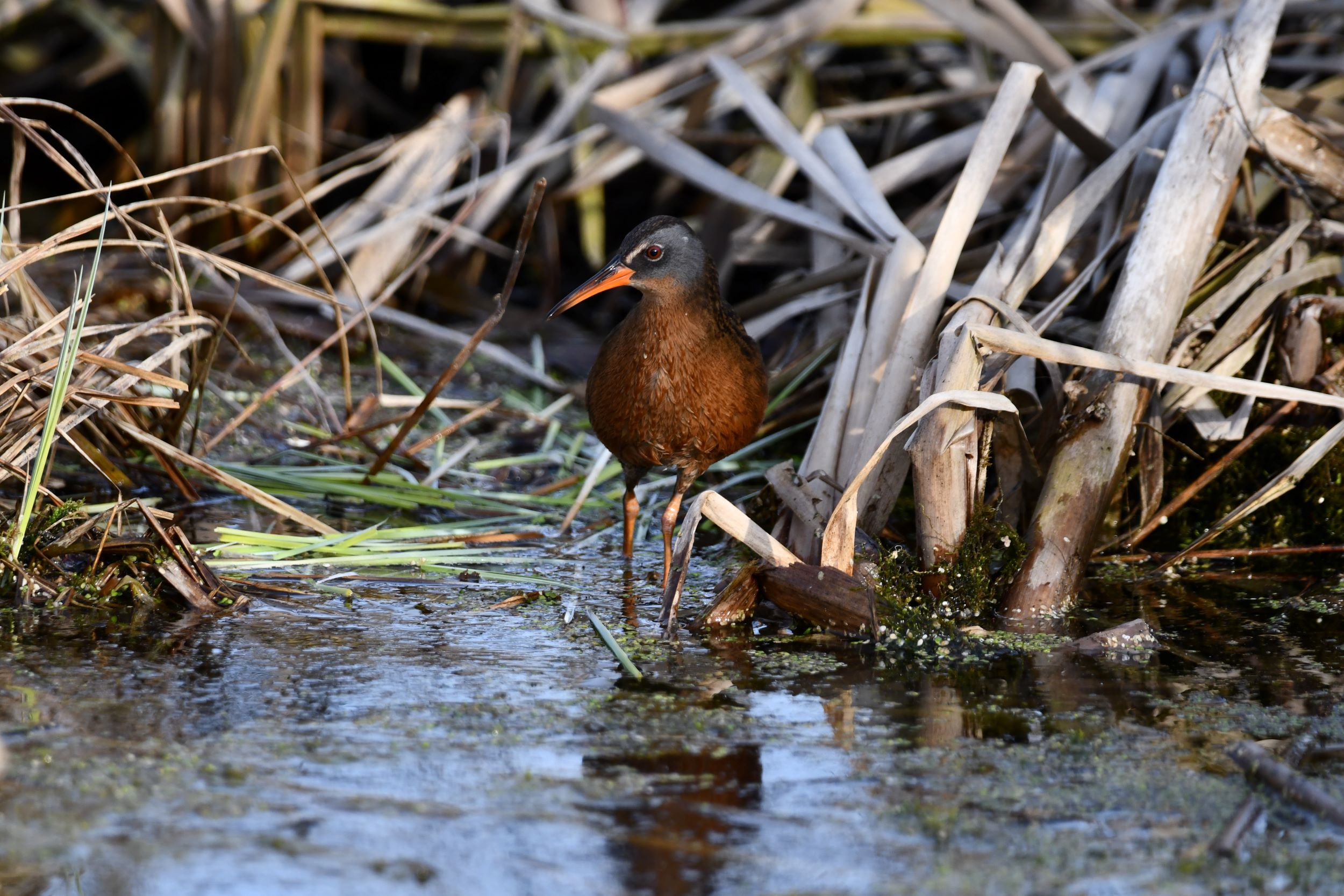 The Virginia Rail.