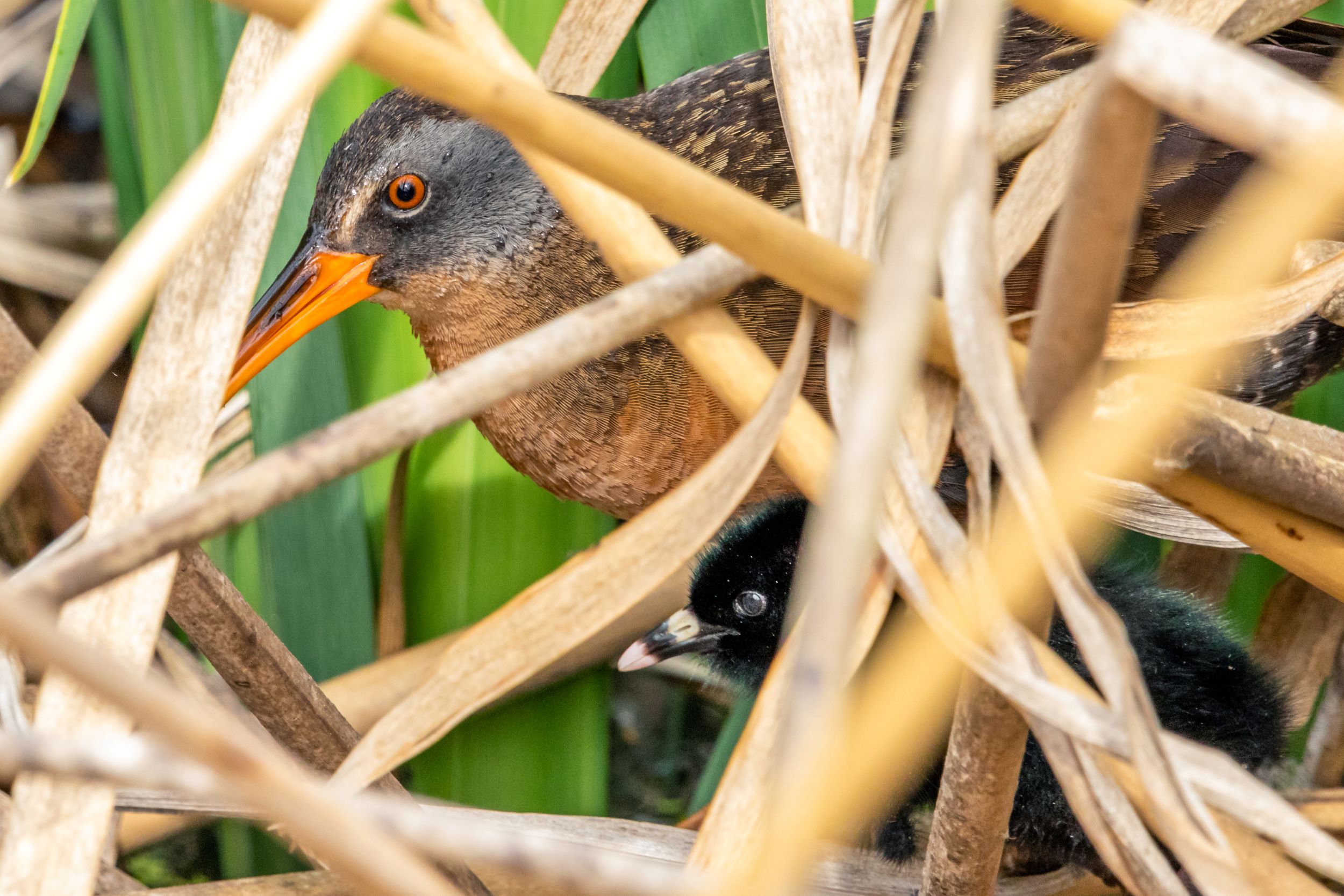 The Virginia Rail.