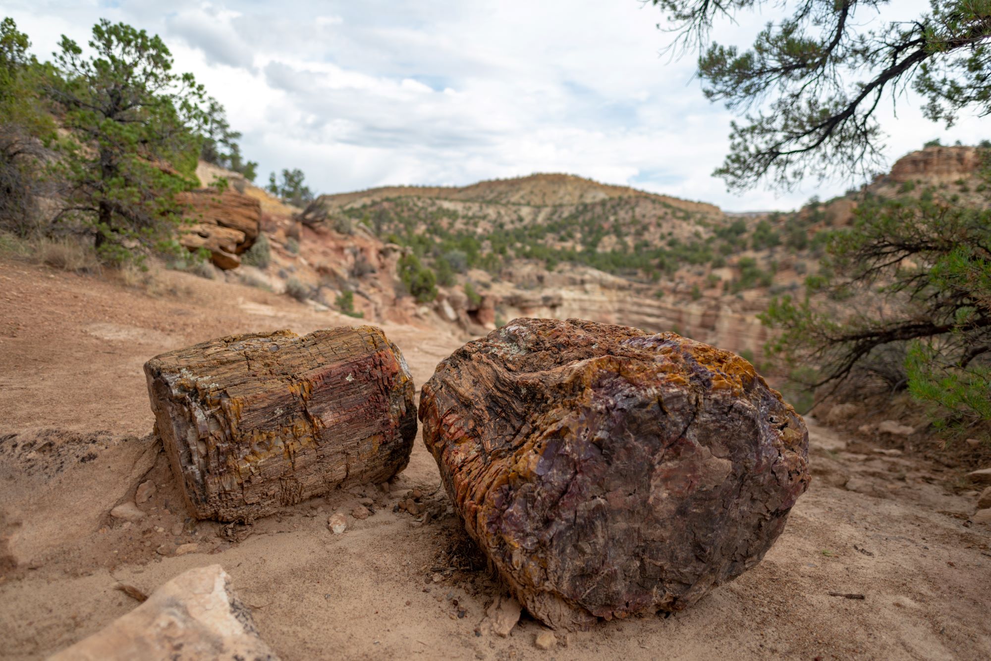 Petrified tree trunk in Escalante Petrified Forest State Park.