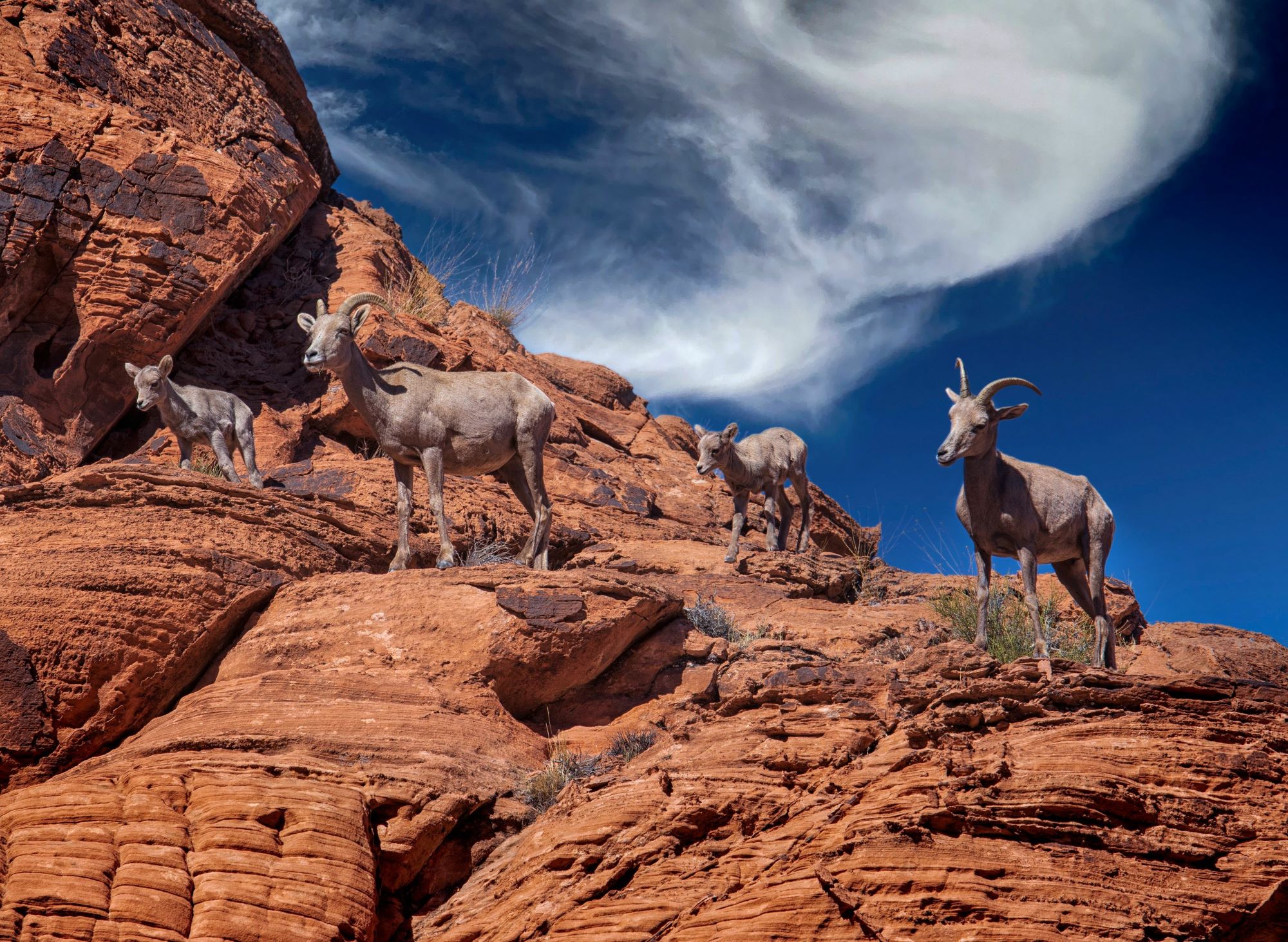 A desert bighorn sheep.