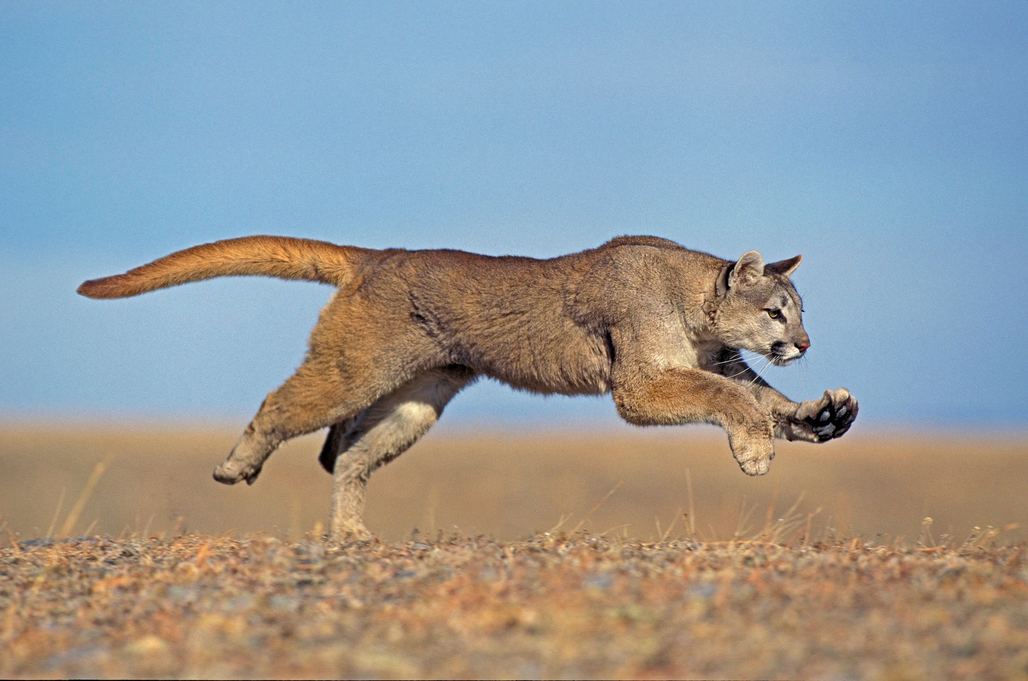 A running mountain lion.