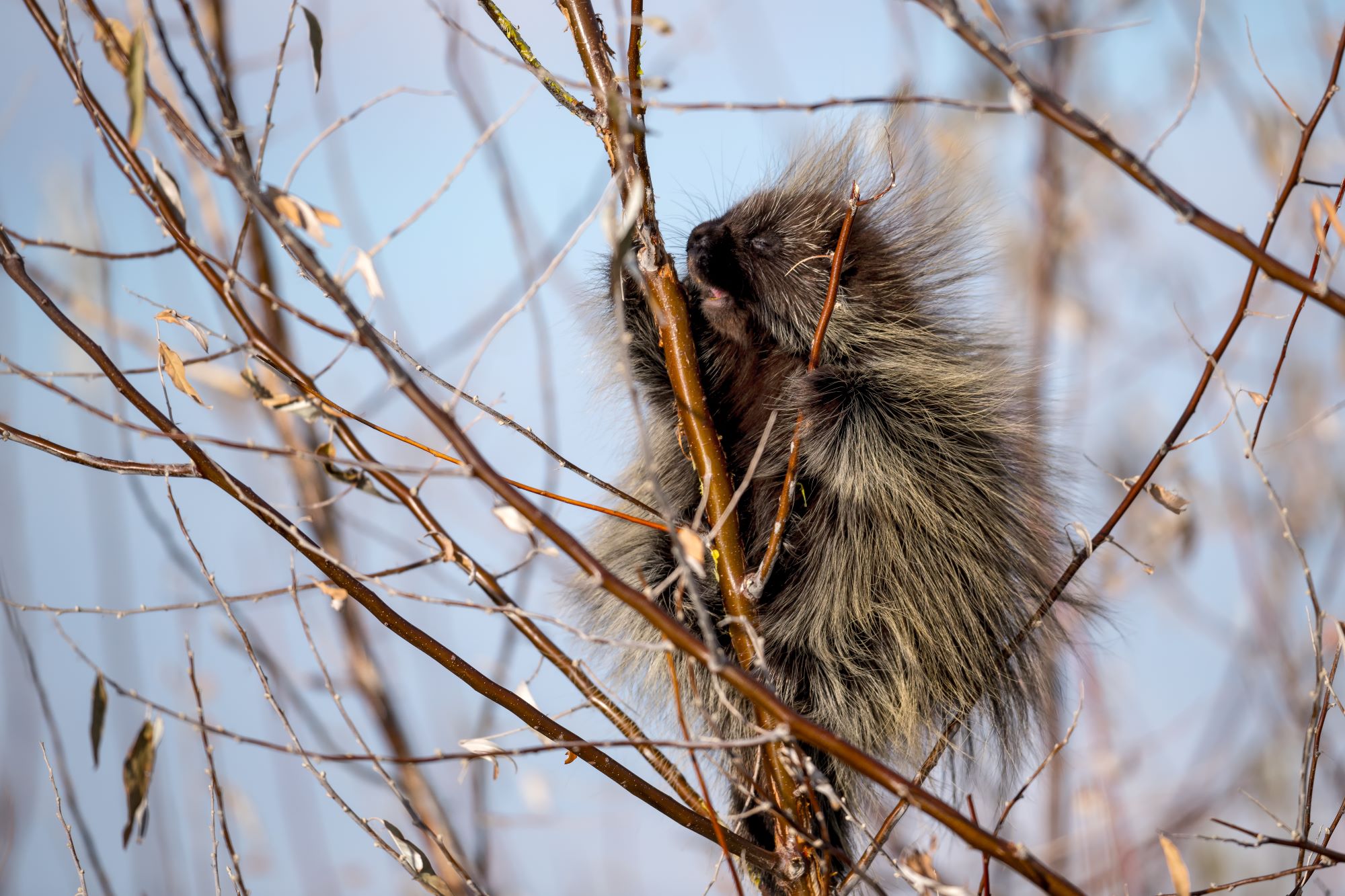 A North American porcupine in a tree.