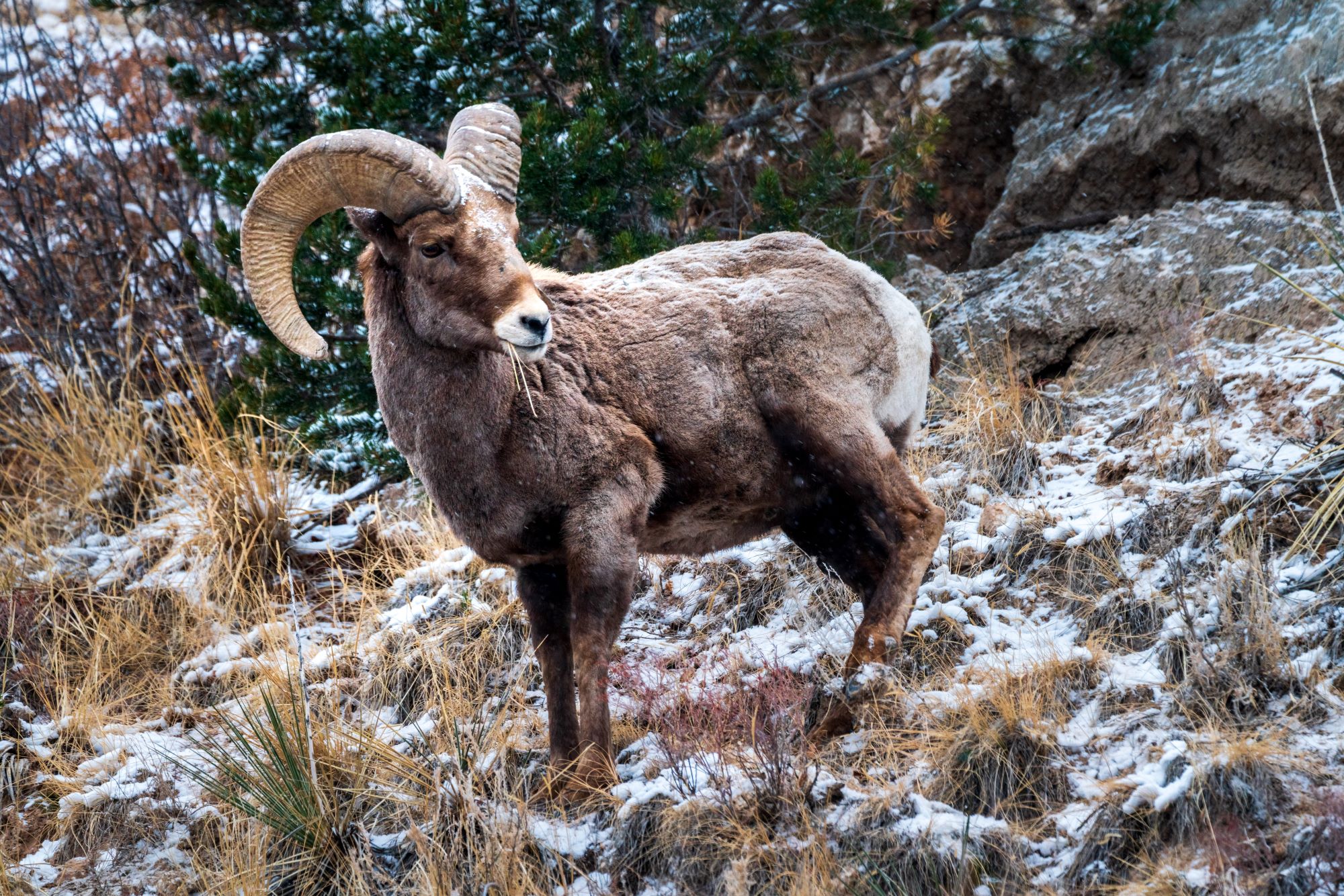 A bighorn sheep.